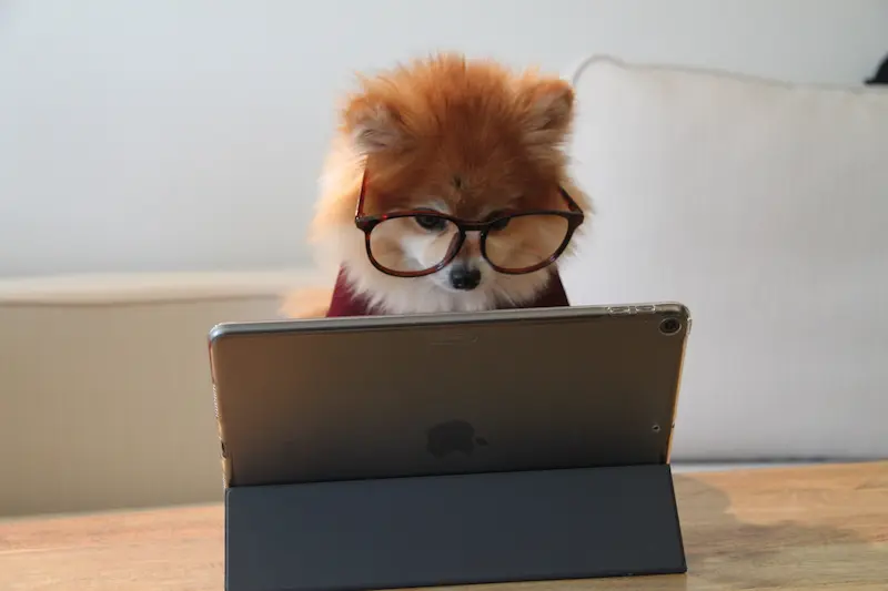 Dog using macbook